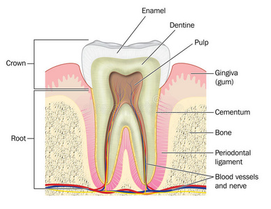 穿过牙齿的横截面