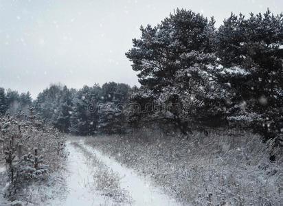 圣诞节的冬天背景有雪和树