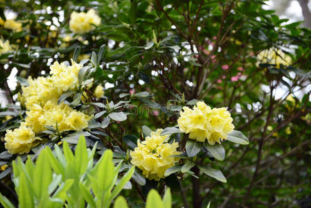 花园 植物区系 春天 植物 开花 盛开 灌木 花的 杜鹃花