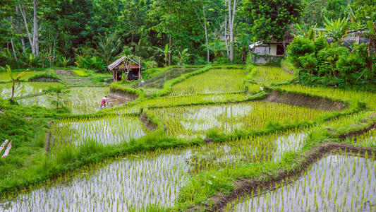 风景 印度尼西亚 文化 植物 副手 梯田 农业 收获 农事