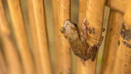 干竹竿上美丽青蛙的特写镜头。顶部短视角。高涛，泰国