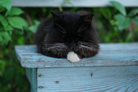 黑毛猫