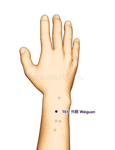 绘制穴位TE5外关，三维插图