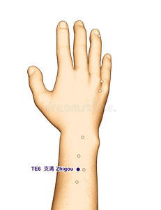 绘制穴位TE6志沟，三维插图