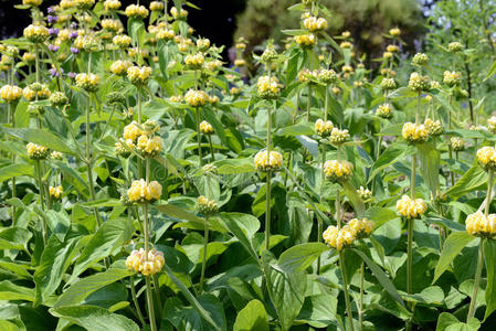 草本植物 开花 春天 灯芯 特写镜头 夏天 植物 多年生植物照片