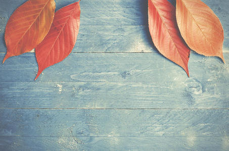 秋天的树叶，蓝色，粗糙，木质背景