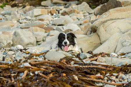 牧羊犬