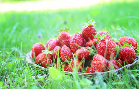 新鲜草莓户外