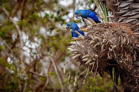 森林 分支 丛林 历史 亚马逊 风信子 自然 可爱的 鸟类