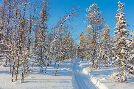 娱乐 滑雪 拉普兰 场景 美丽的 雌蕊 森林 风景 假日