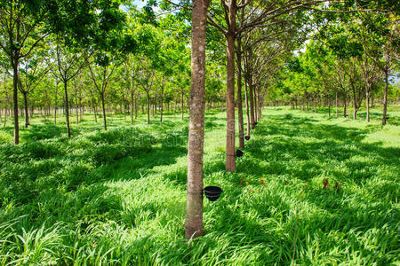 丛林 美女 生长 自然 分支 植物区系 作物 灌木 种植园