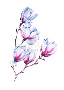 一种粉红色的木兰属植物。与世隔绝。水彩插图。