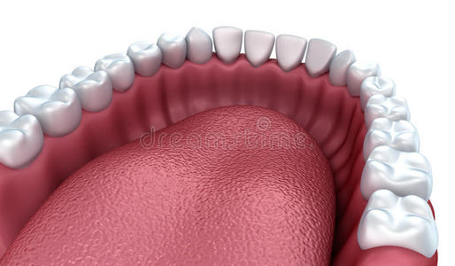 臼齿 舌头 门牙 牙科 人类 牙齿 正畸 解剖 假肢 插图