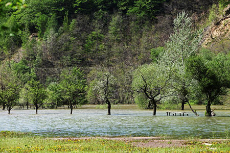 森林 国家 风景 罗马尼亚 自然 村庄 洪水 流动的 树叶