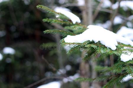 雪下冷杉树枝