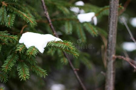 雪下冷杉树枝