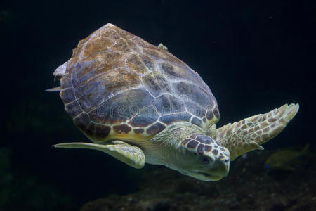 地中海 食人族 海洋的 海洋 游泳 龟科 水族馆 动物 自然