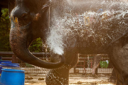 大象快乐地向自己喷水.照片