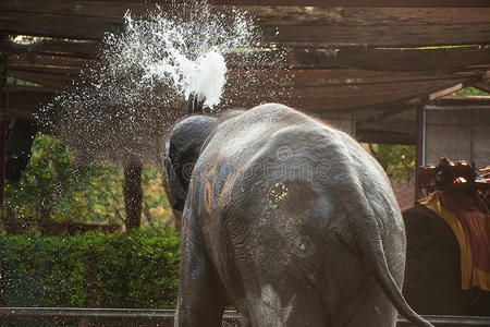 大象快乐地向自己喷水。