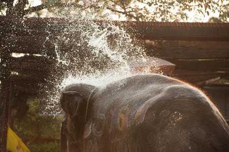 大象快乐地向自己喷水。