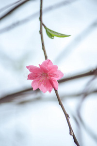 春天的花朵。 春天梅花盛开，