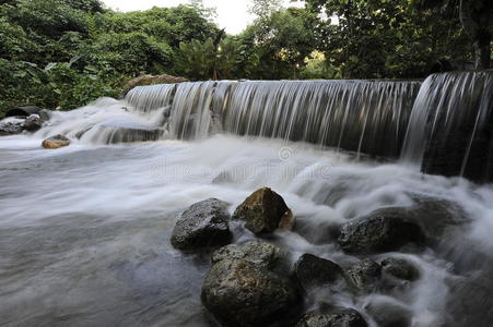 白内障 局域网 纯洁 流体 运动 风景 植物 森林 美丽的