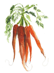 胡萝卜,根,蔬菜,水彩画插图照片