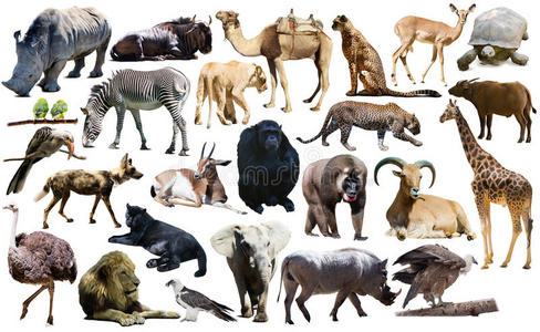 非洲的鸟类,哺乳动物和其他动物被隔离照片
