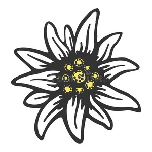 雪绒花(白绒花)水彩手绘插图分离在白色背景上自然美丽的雪绒花花山上