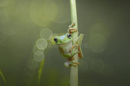 动物，矮胖青蛙，两栖动物，树蛙，动物野生动物，爬行动物，bokeh，印度尼西亚，动物，自然，野生动物，哺乳动物，绿色，