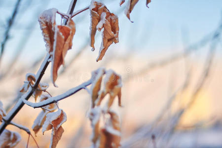 雪中的枯叶迎着夕阳。 温和的冬天日落