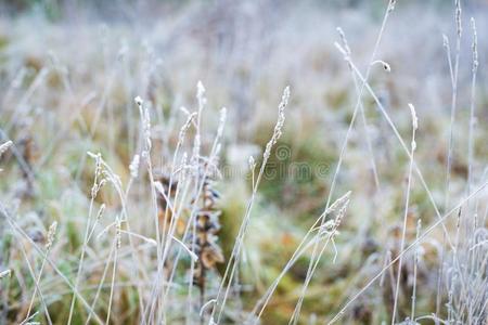 特写镜头 一月 雪佛兰 树叶 十二月 寒冷的 植物 花园