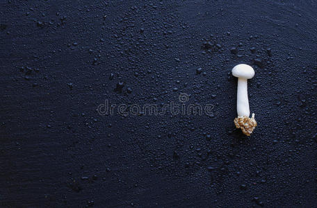 中国白蘑菇在黑色煤板上，选择性聚焦