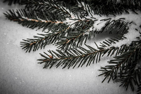 白雪背景上的冷杉树枝。 新年和圣诞节主题。 色调