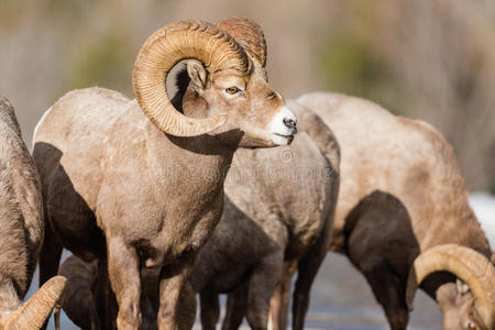 卷曲的有角的羊图片