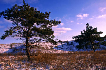 冬天的第一天。 白雪覆盖的树在雪峰上