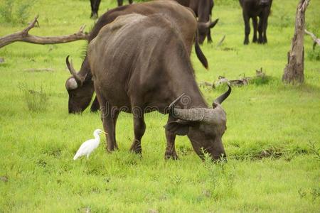 稀树草原 肯尼亚 洗澡 草原 水牛 危险的 喇叭 污垢 游猎
