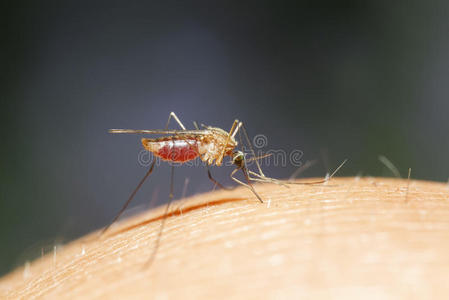 喂养 皮革 蚊虫 疼痛 昆虫 人类 自然 动物 寄生虫 缺陷