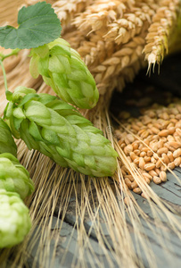绿色啤酒花，麦芽，大麦和小麦的耳朵