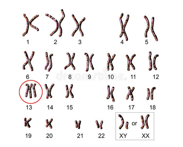 显微镜 提供 遗传学 染色体 分子 生物学 医学 细胞 进化