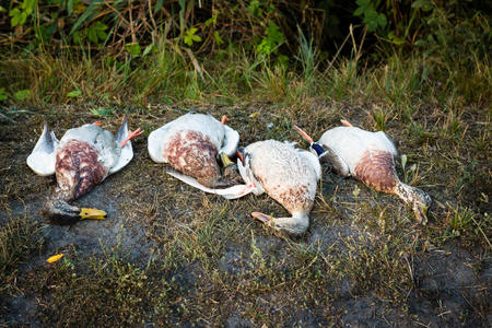 成功的狩猎图片