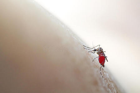 埃及伊蚊叮咬吸进人体皮肤，软焦点医学背景