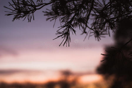 闪耀 美女 风景 云杉 傍晚 植物 雪松 松木 冬天 场景