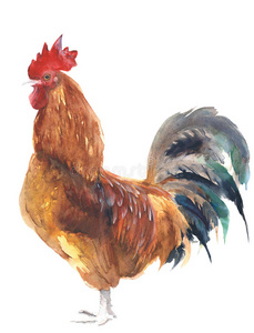 鸡母鸡公鸡水彩画插图隔离在白色背景上