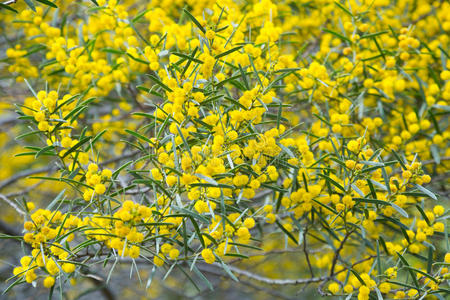 dodon合欢十二叶黄花照片