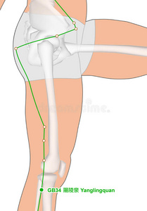绘制骨架，穴位gb34阳陵泉