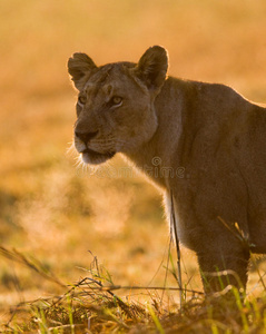 三角洲 母狮 鬃毛 自然 公园 说谎 照片 动物 非洲 国王