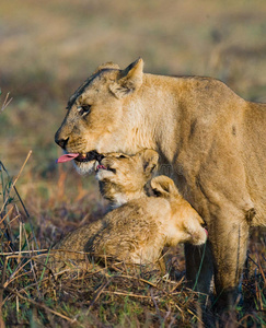 狮子 母狮 奥卡万戈 哺乳动物 幼崽 保护 三角洲 国王