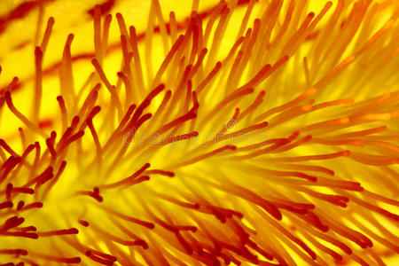 雄蕊花在鸢尾花中靠近橙色雄蕊.照片