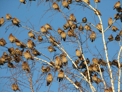 在树中空的孔插图集鸟猫头鹰或鸟在树梢和松鼠熊或狐狸在 hollowtree